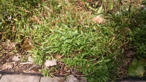 Befoe Using Nature's Gift Plant Shield